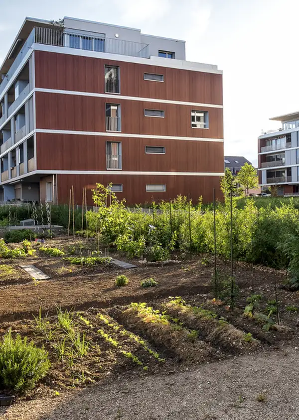 Eikenøtt, Gland (VD)